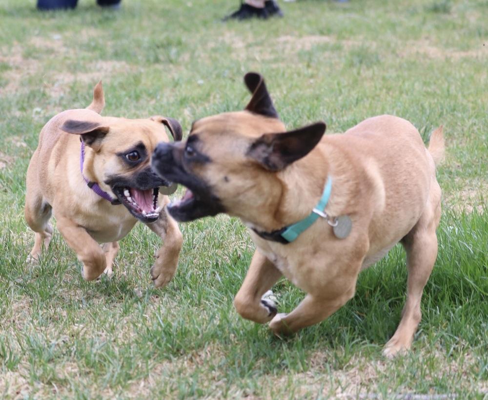 Enlarge Mustard, a Adoptable mixed breed in Denver, CO image 5/5
