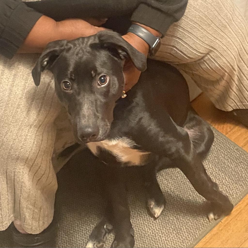 Lobo, Adoptable, Adult Male Labrador Retriever.