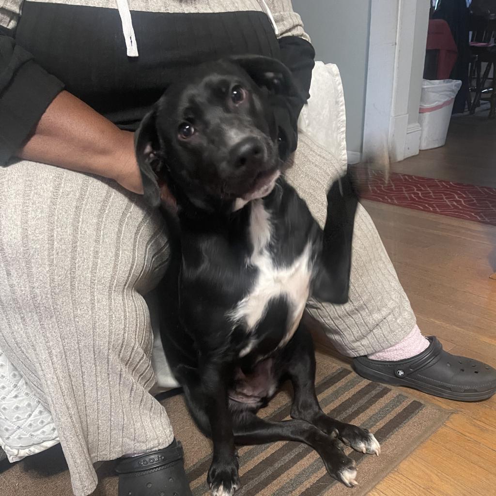 Enlarge Lobo, a Adoptable mixed breed in Lynchburg, VA image 2/3