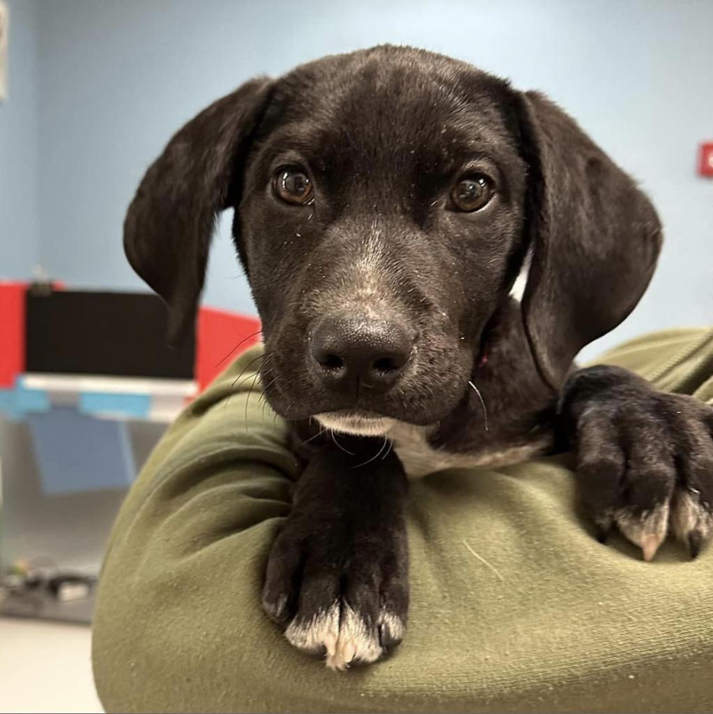 Enlarge Lobo, a Adoptable mixed breed in Lynchburg, VA image 3/3