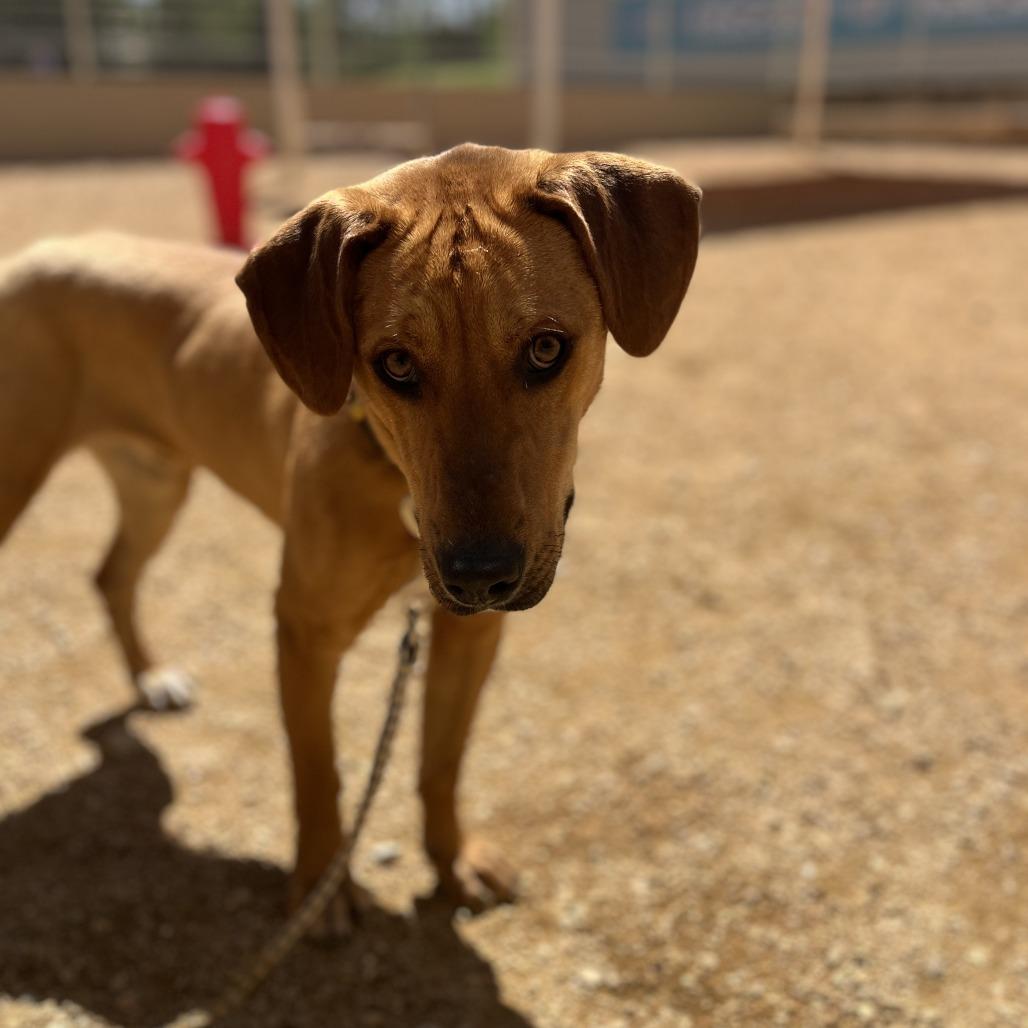 Mcgraw, Adoptable, Young Male Mixed Breed.
