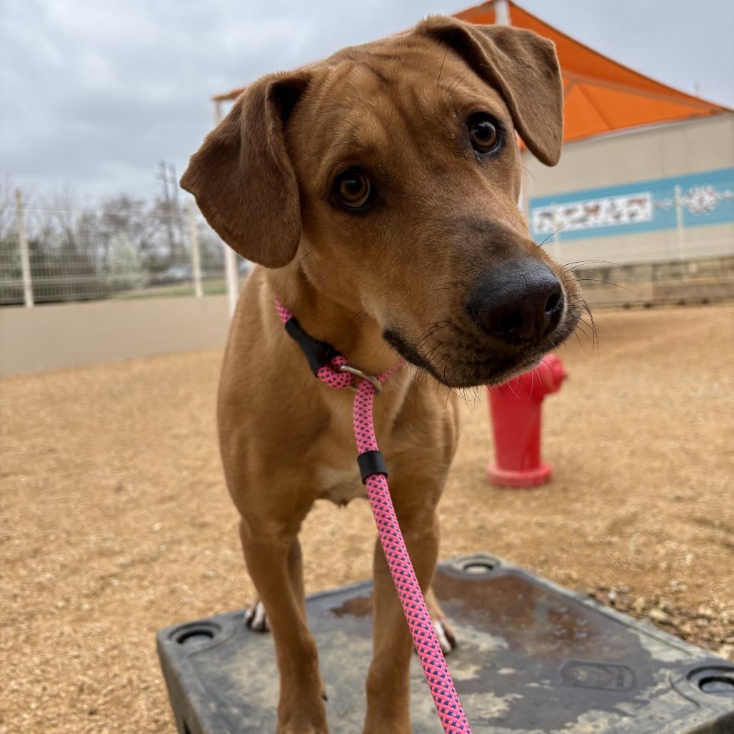 Mcgraw, Adoptable, Young Male Mixed Breed.