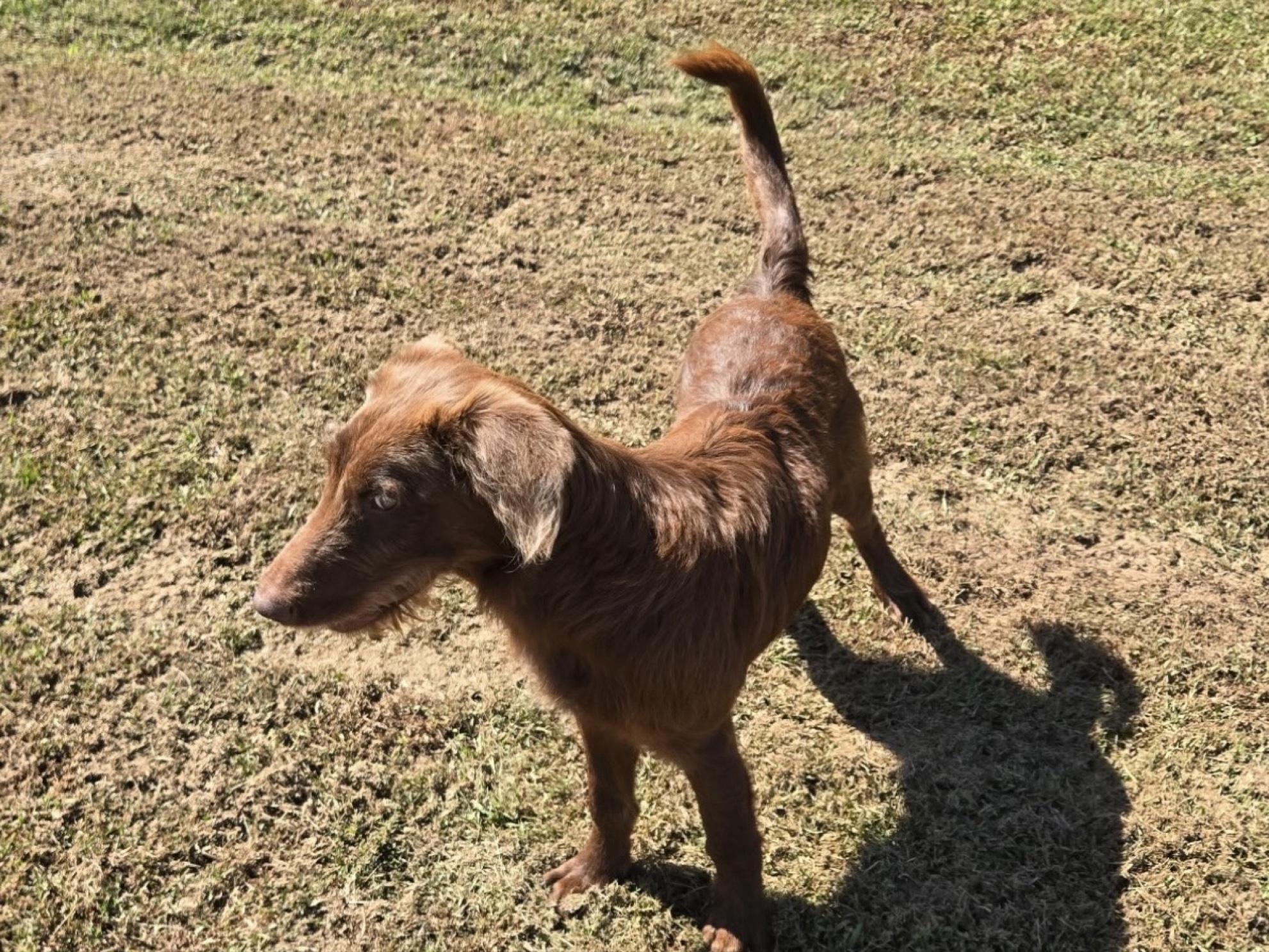 Scout, Adoptable, Young Male Chesapeake Bay Retriever & Irish Terrier.