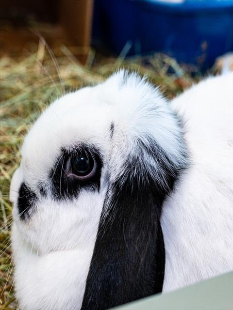 SUNDAE, Adoptable, Adult Female Holland Lop.