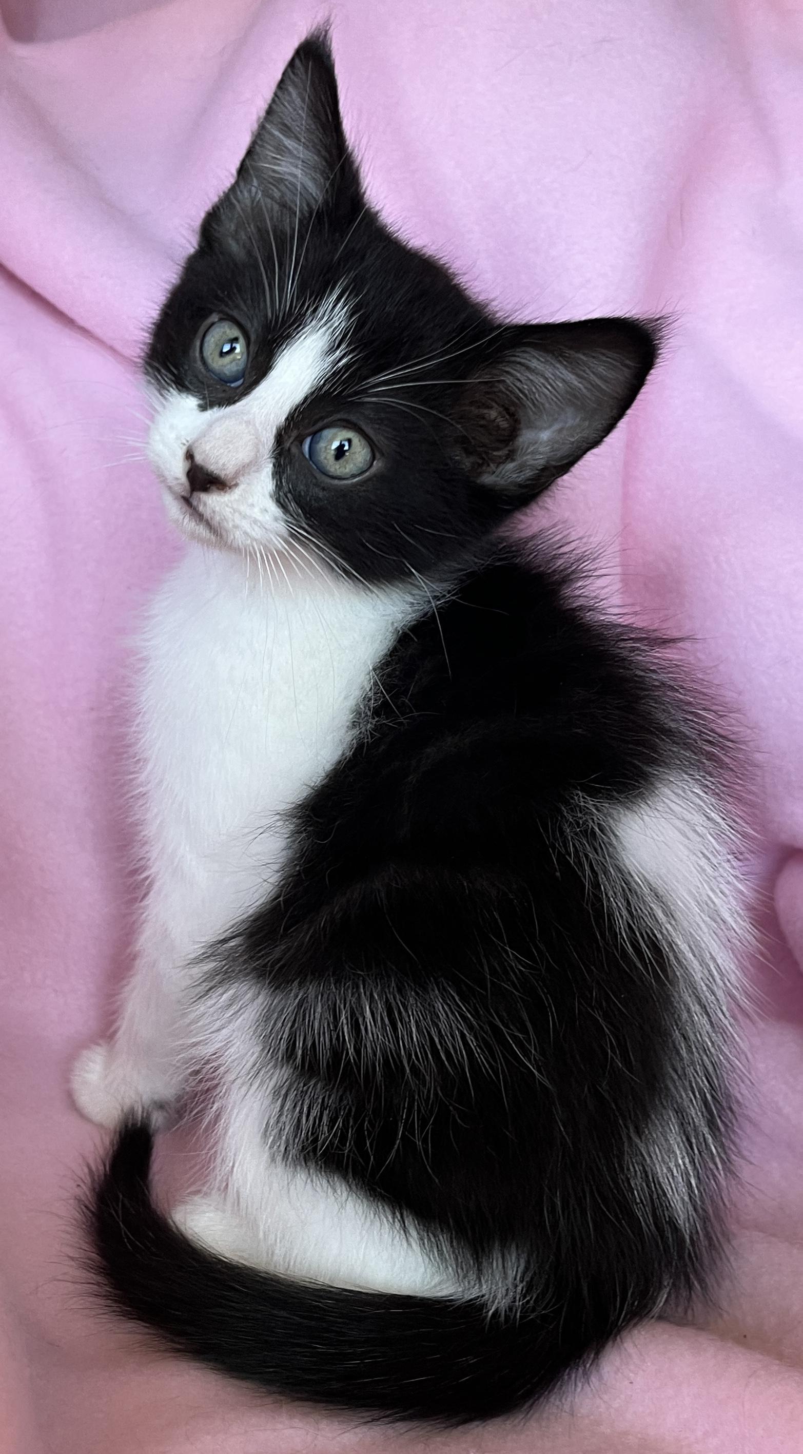 Enlarge Upton, a ADOPTABLE mixed breed in Lake Oswego, OR image 2/2