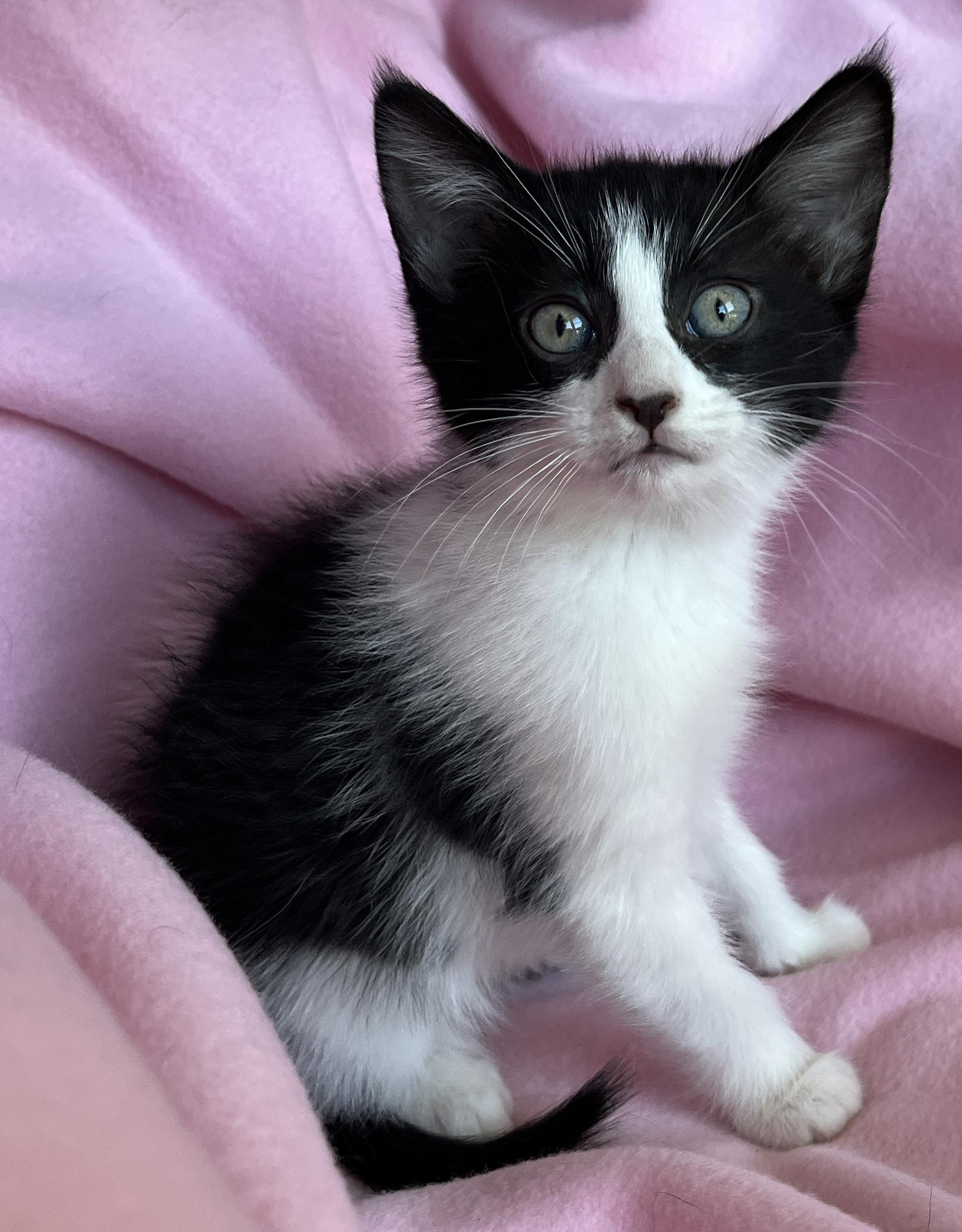 Enlarge Upton, a ADOPTABLE mixed breed in Lake Oswego, OR image 1/2