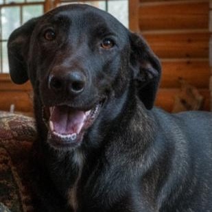 Cruz, Adoptable, Adult Male Labrador Retriever.