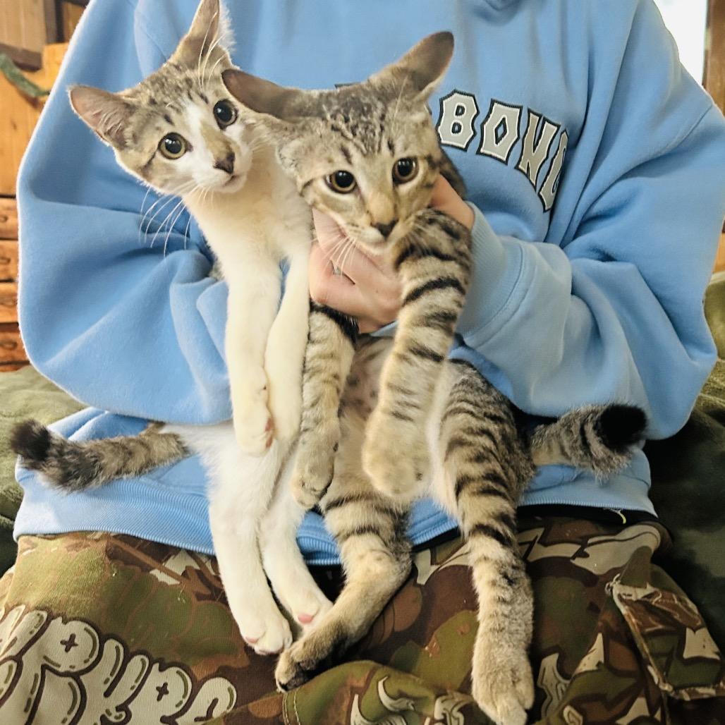 Lover Boy, a Adoptable Domestic Short Hair in Pahoa, HI image 1/6