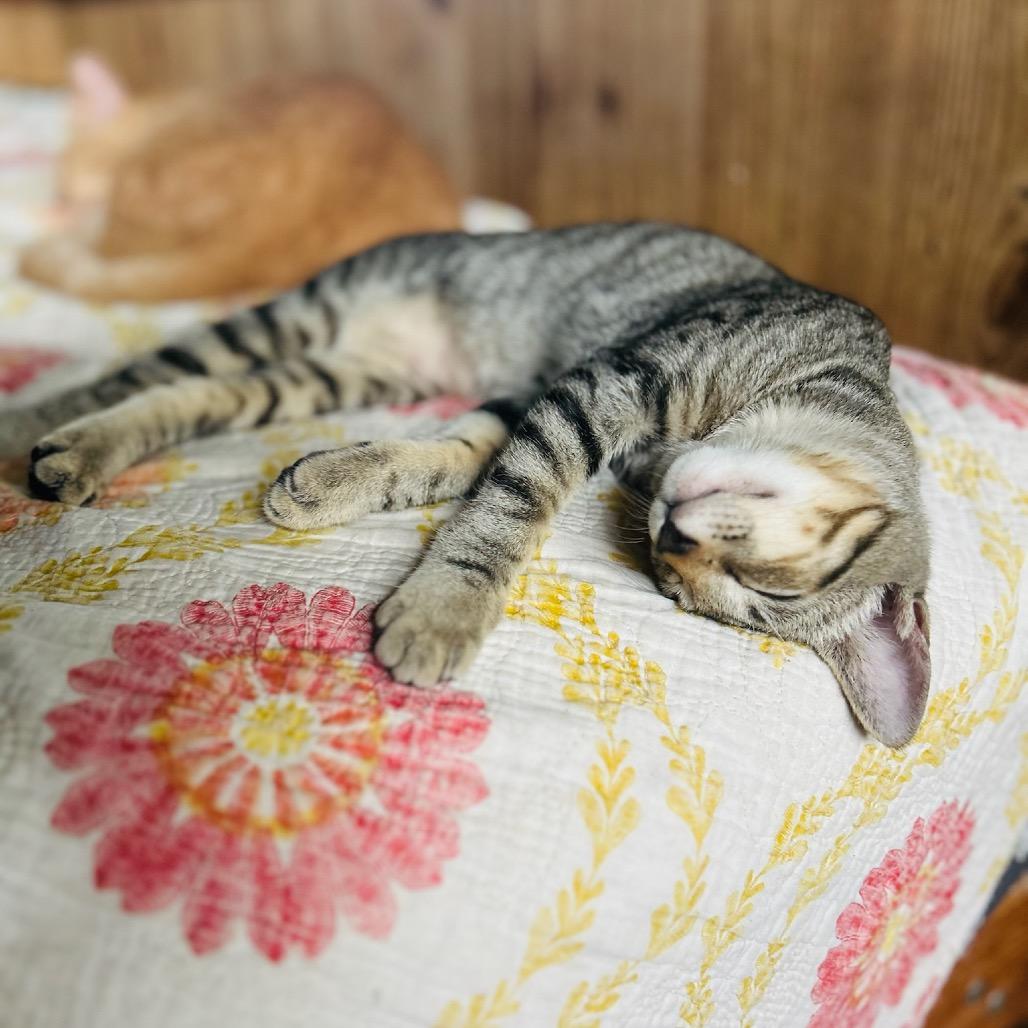 Lover Boy, a Adoptable Domestic Short Hair in Pahoa, HI image 2/6