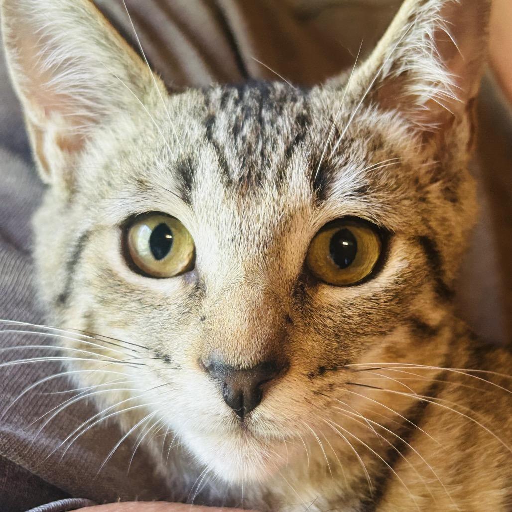 Lover Boy, a Adoptable Domestic Short Hair in Pahoa, HI image 4/6