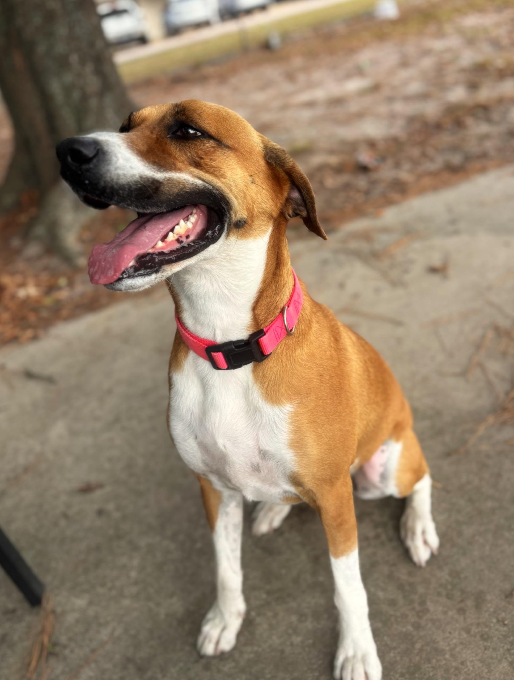 Enlarge Tobi, a Adoptable mixed breed in Lufkin, TX image 1/3