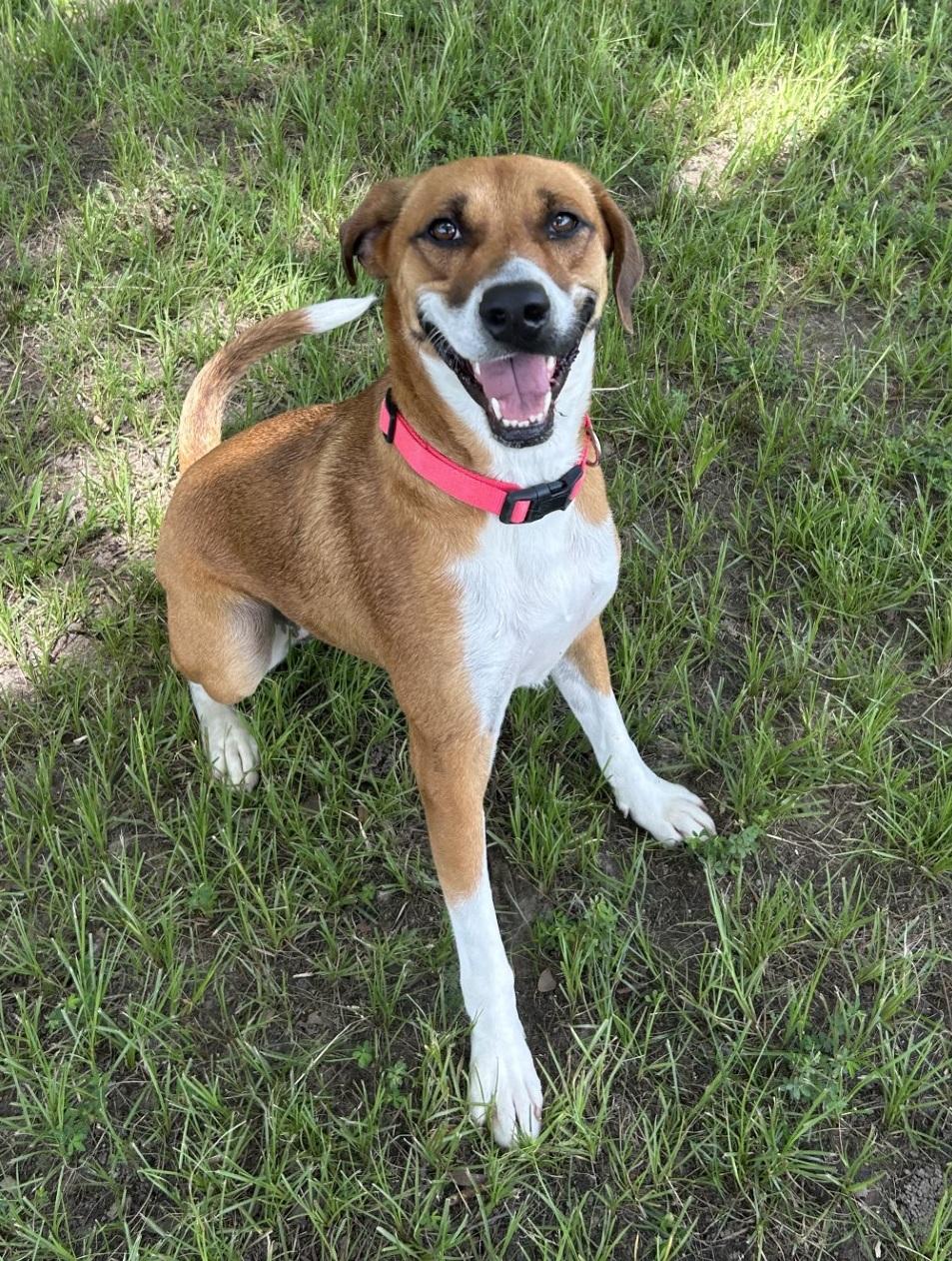 Enlarge Tobi, a Adoptable mixed breed in Lufkin, TX image 2/3