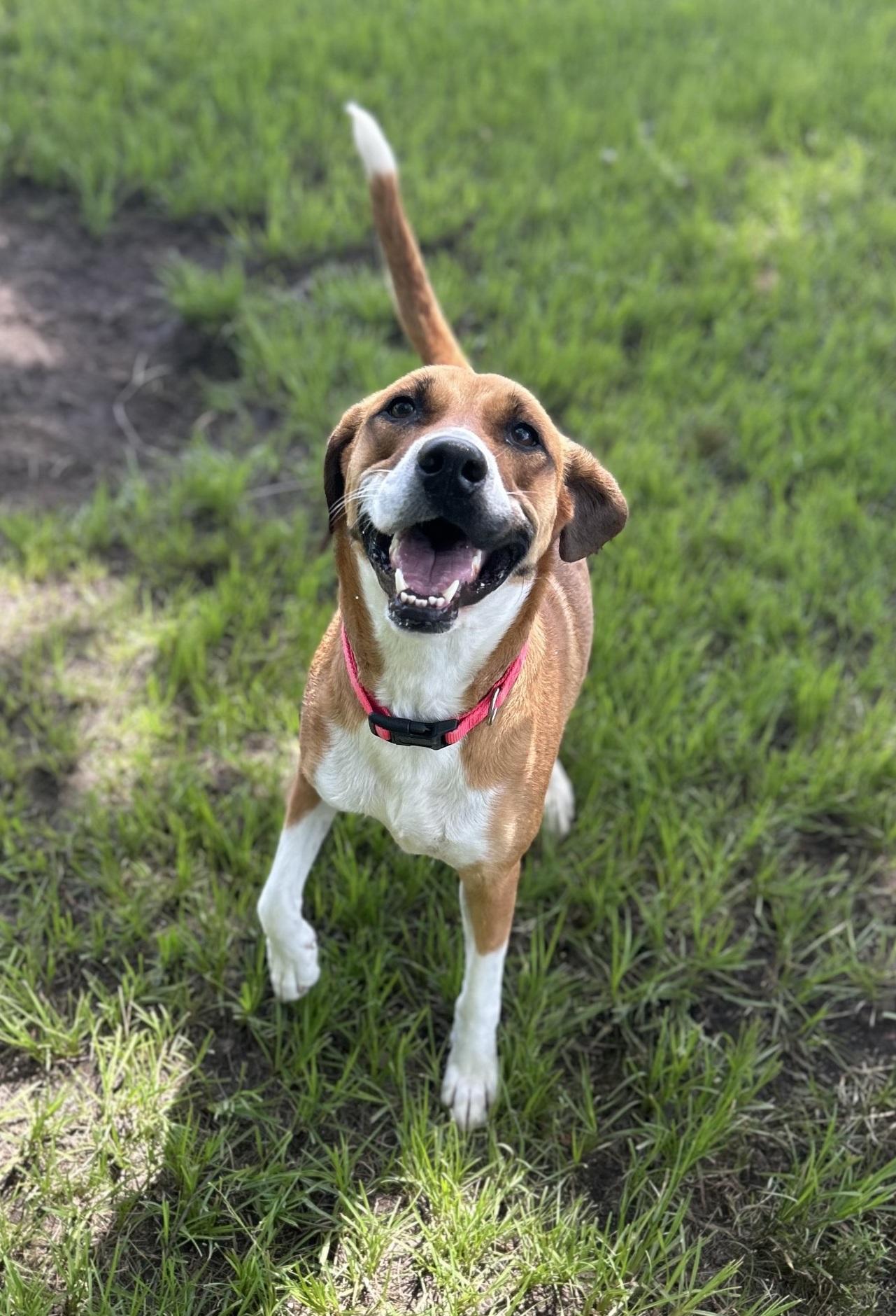 Enlarge Tobi, a Adoptable mixed breed in Lufkin, TX image 3/3