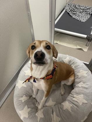 Kendall, Adoptable, Young Female Labrador Retriever & Hound.