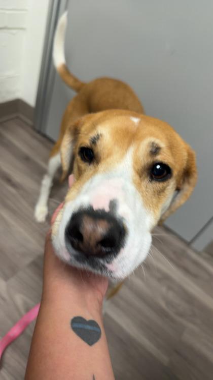 Kendall, a Adoptable mixed breed in Norfolk, VA image 2/3