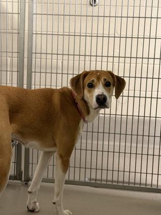 Kendall, a Adoptable mixed breed in Norfolk, VA image 3/3