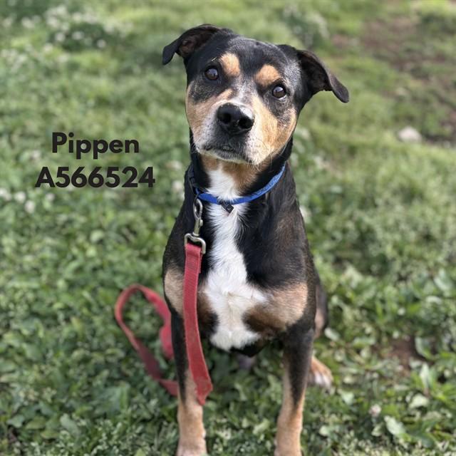 PIPPEN, Adoptable, Adult Male Pit Bull Terrier & Mixed Breed.