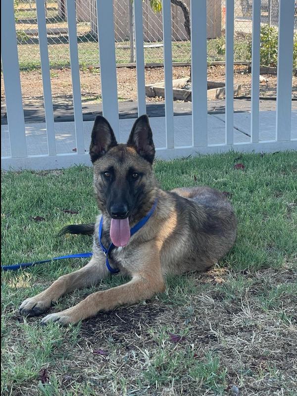 Cersie, a Adoptable Pumi in Stockton, CA image 1/2