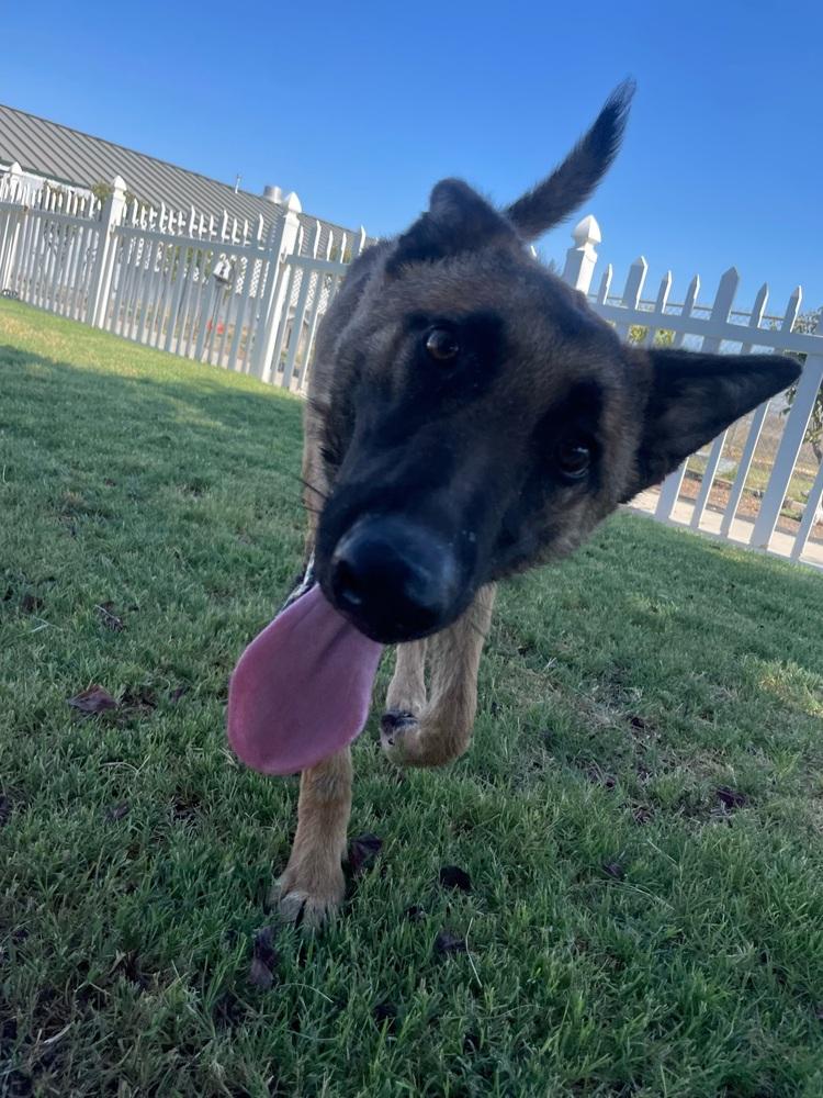 Cersie, a Adoptable Pumi in Stockton, CA image 2/2