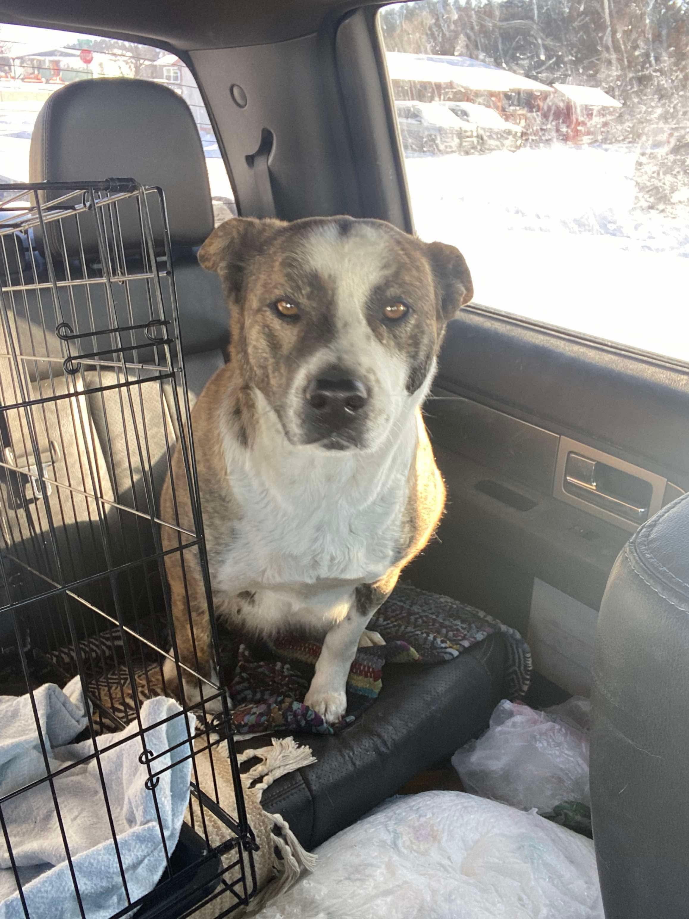 Sally, Adoptable, Adult Female Australian Cattle Dog / Blue Heeler.