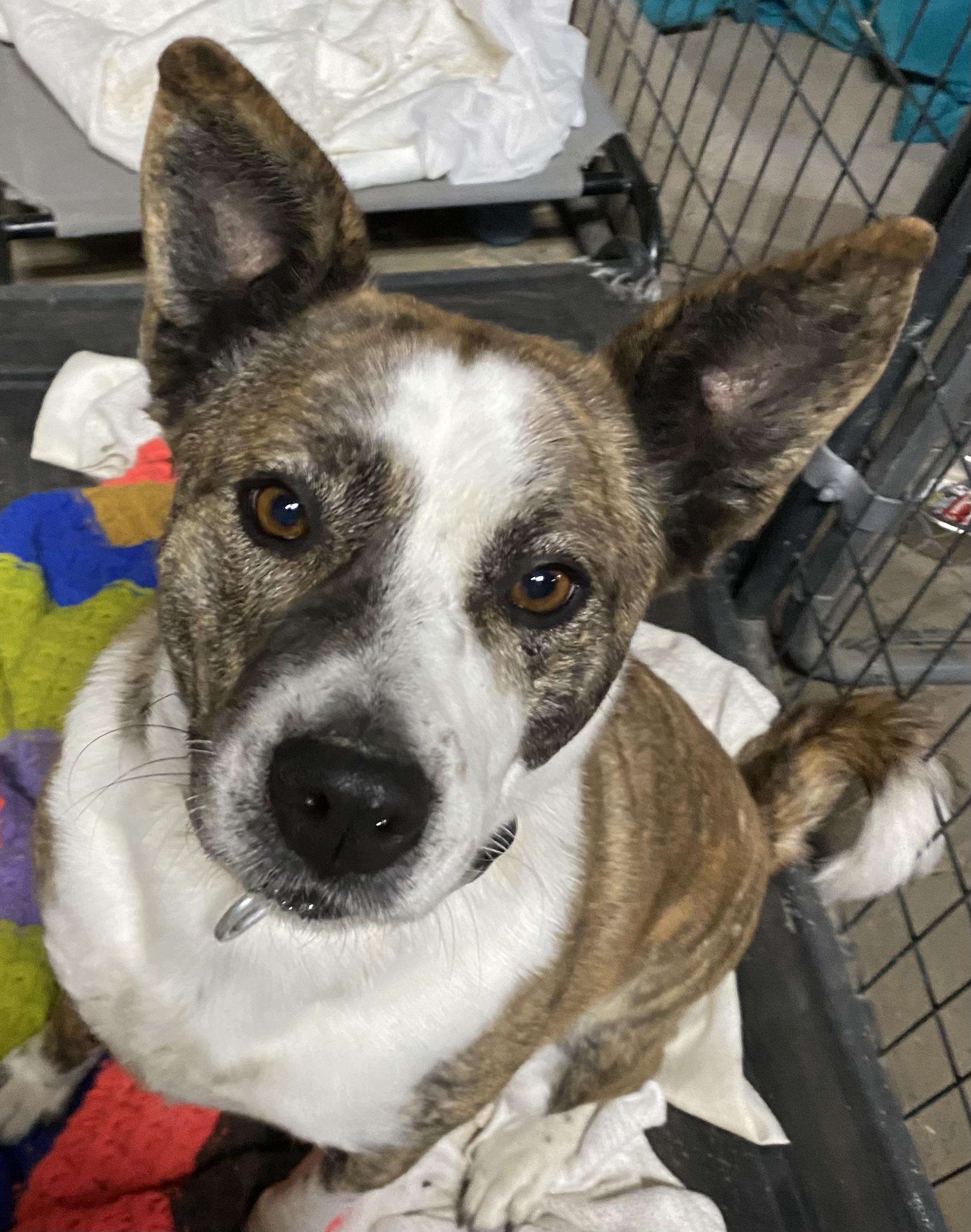 Enlarge Sally, a Adoptable mixed breed in Hardin, MT image 2/3