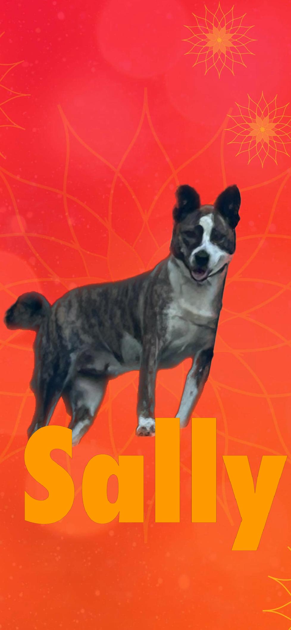 Enlarge Sally, a Adoptable mixed breed in Hardin, MT image 3/3