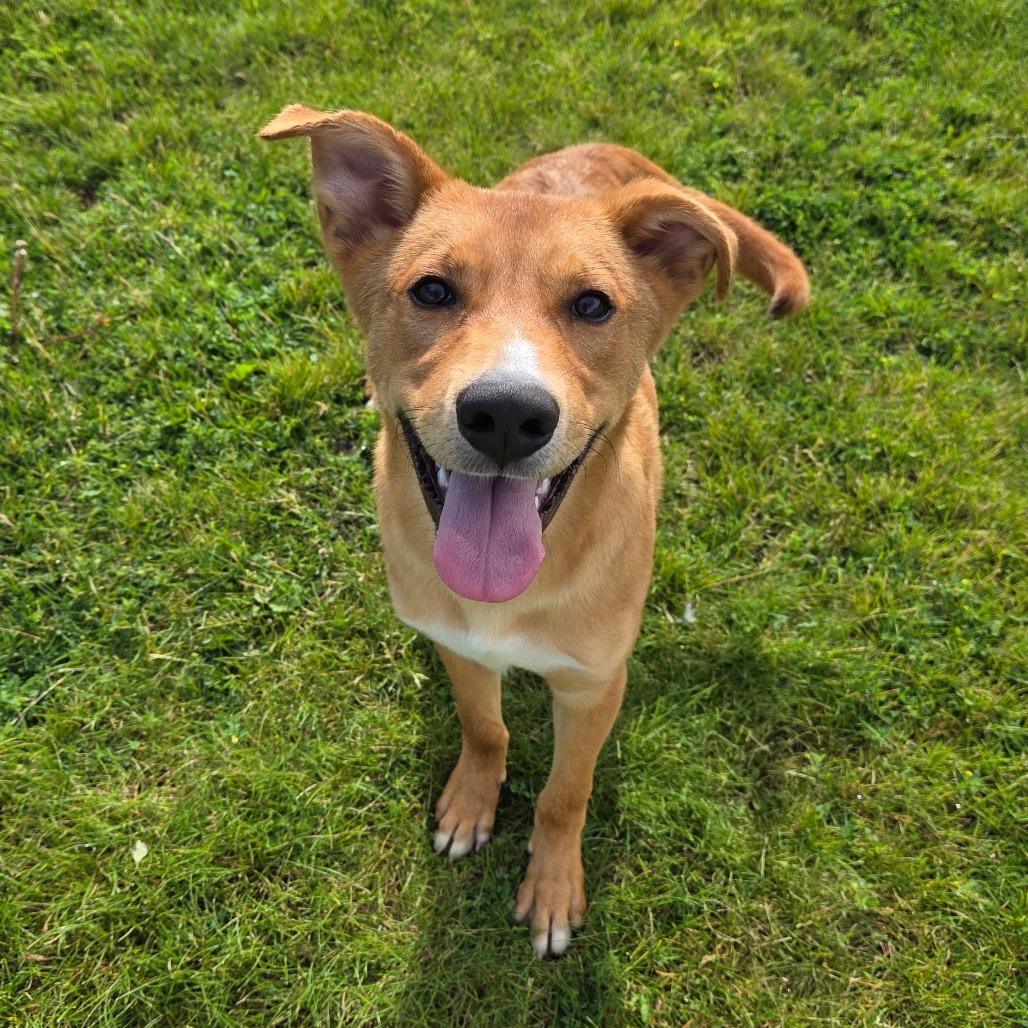 Jake, a Adoptable mixed breed in Pontiac, IL image 1/6