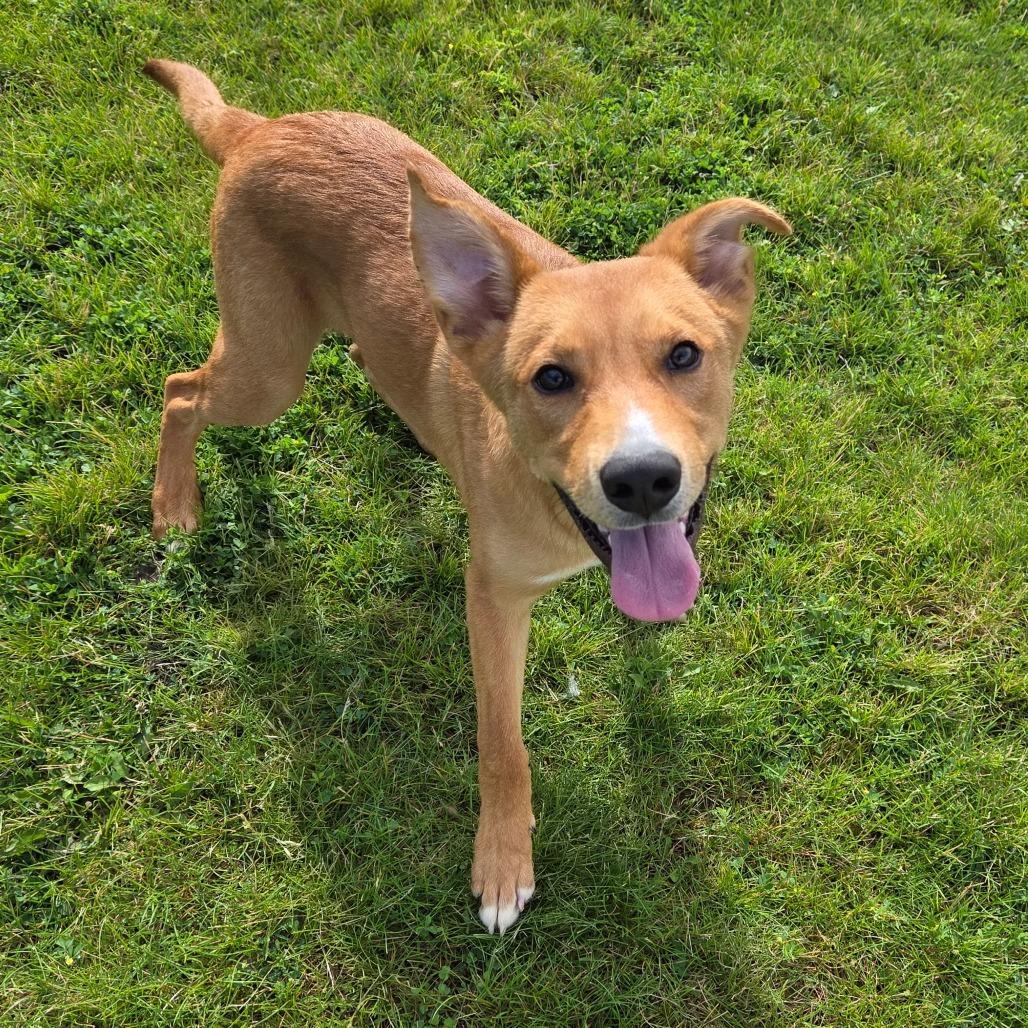 Jake, a Adoptable mixed breed in Pontiac, IL image 2/6