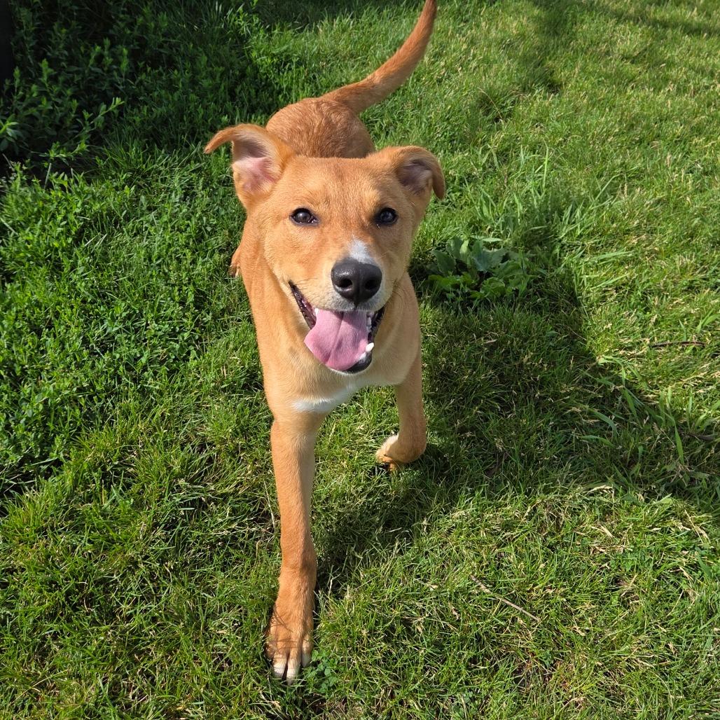 Jake, a Adoptable mixed breed in Pontiac, IL image 3/6