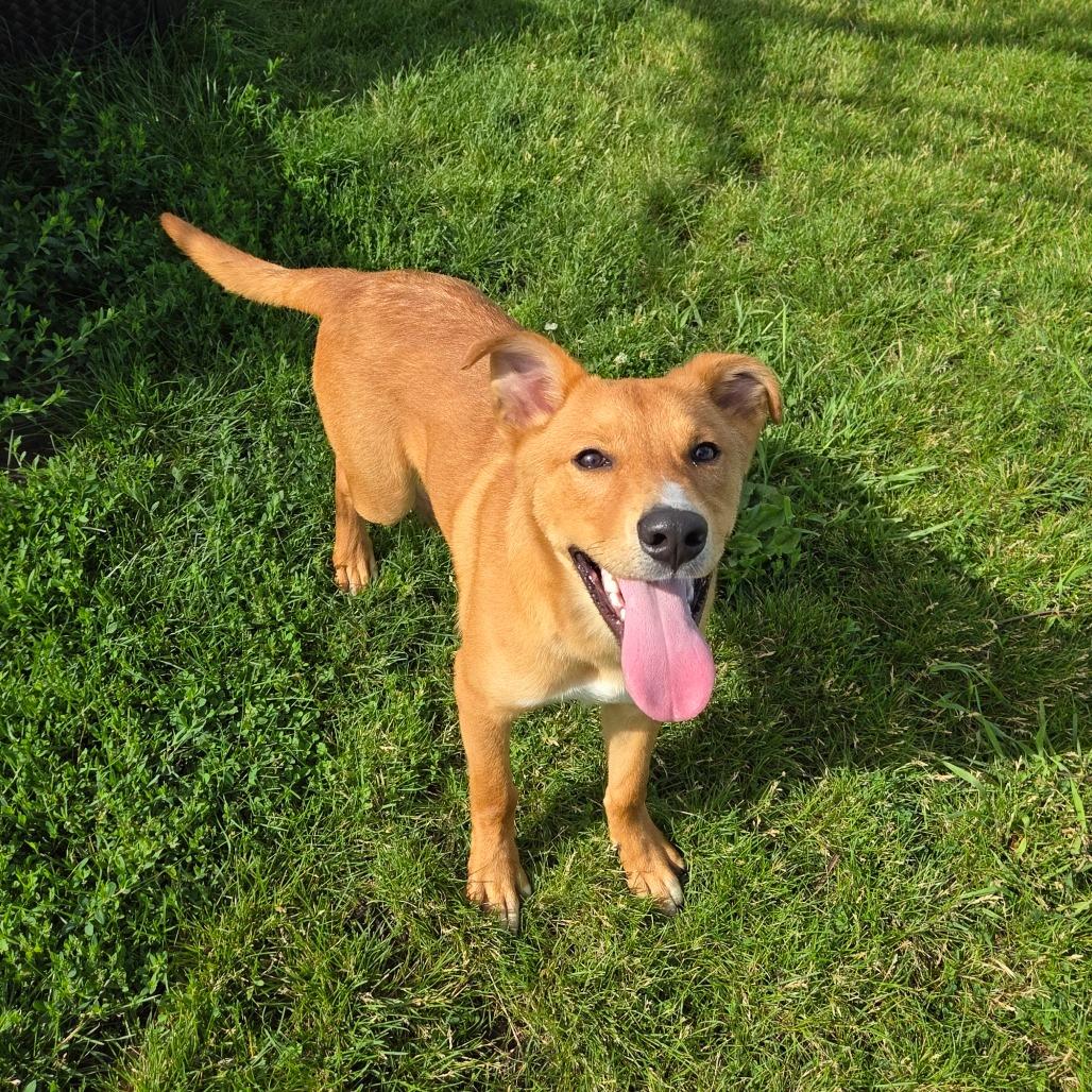 Jake, a Adoptable mixed breed in Pontiac, IL image 4/6