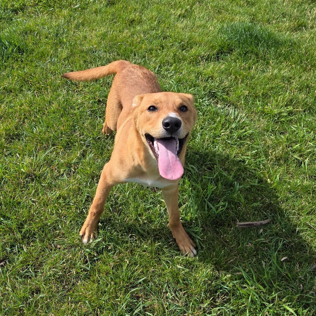 Jake, a Adoptable mixed breed in Pontiac, IL image 5/6
