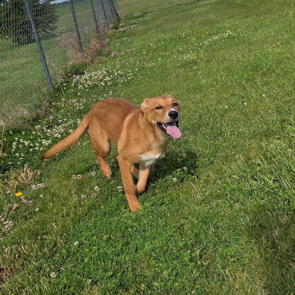 Jake, a Adoptable mixed breed in Pontiac, IL image 6/6