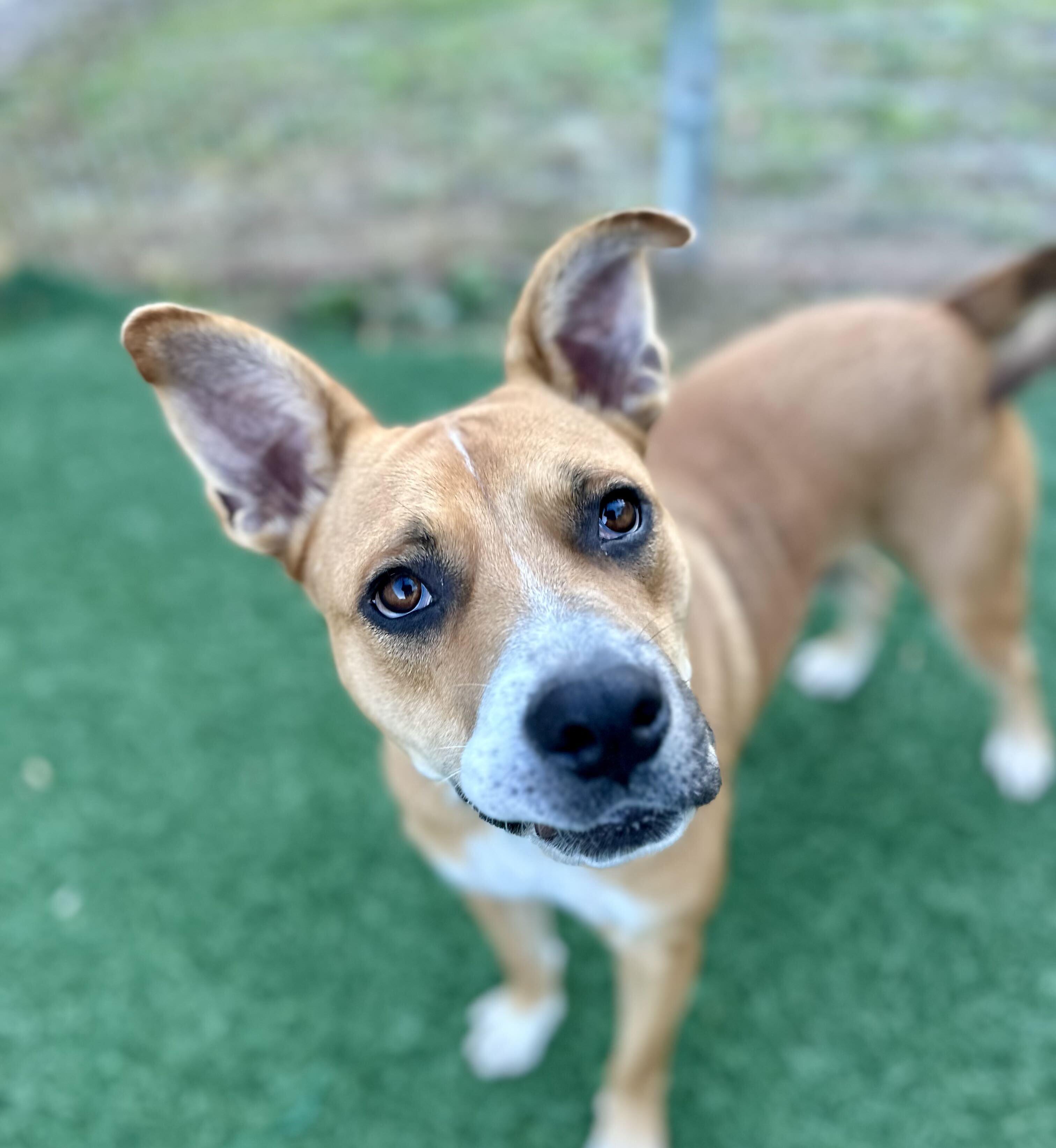 Enlarge Prince HERE IN NH, a Adoptable Mixed Breed in Barrington, NH image 4/6