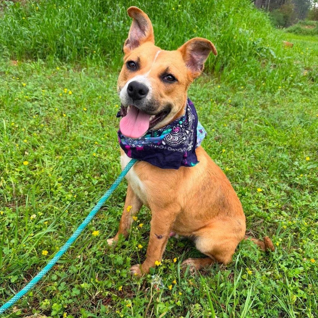 Prince HERE IN NH, Adoptable, Adult Male Mixed Breed.