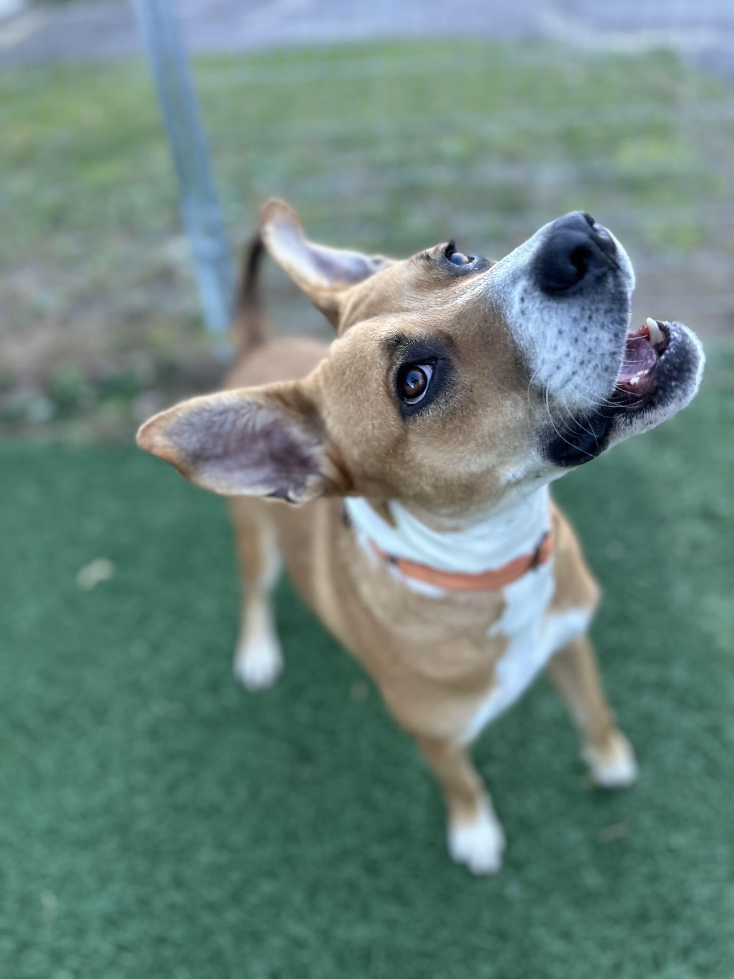 Enlarge Prince HERE IN NH, a Adoptable Mixed Breed in Barrington, NH image 5/6