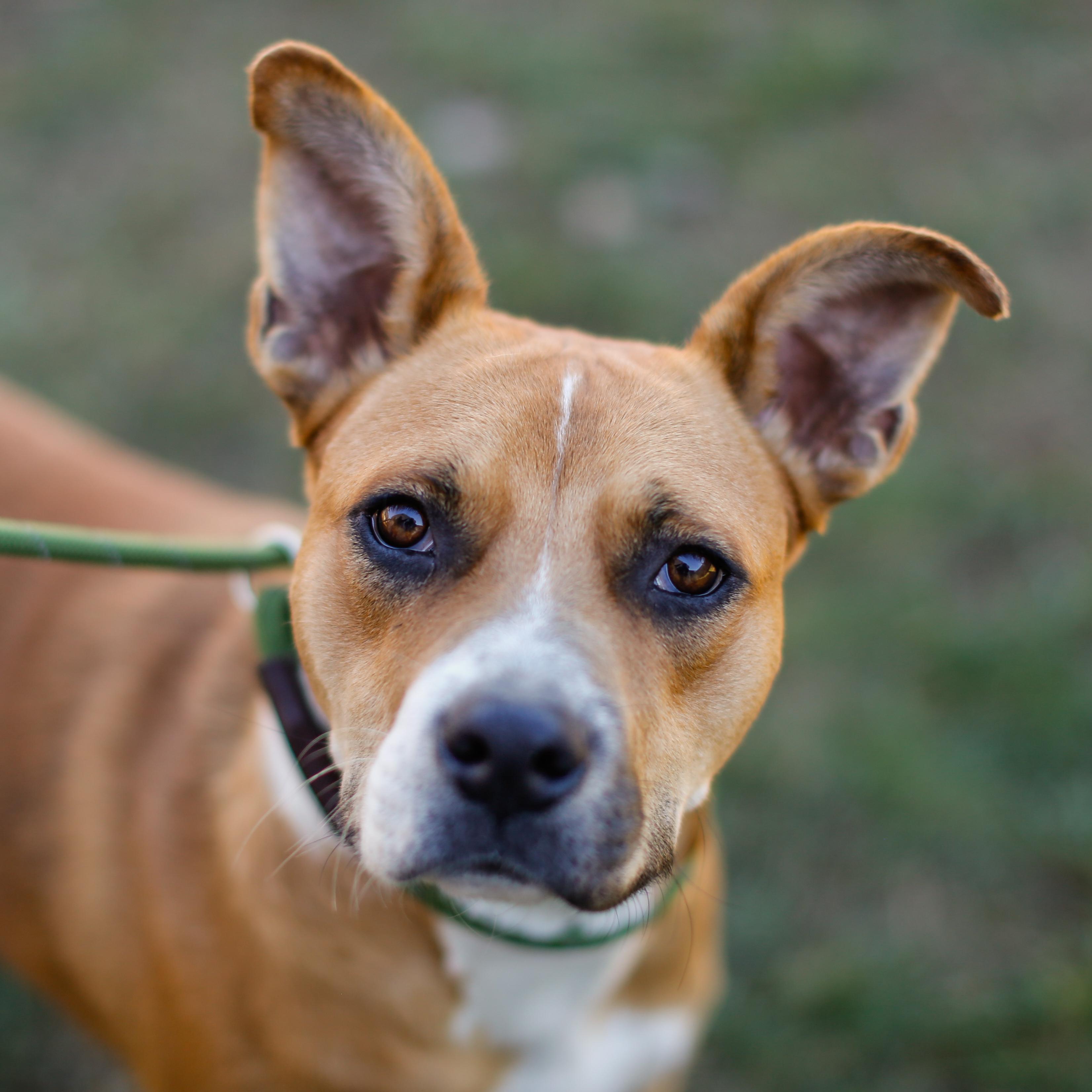 Enlarge Prince HERE IN NH, a Adoptable Mixed Breed in Barrington, NH image 1/6