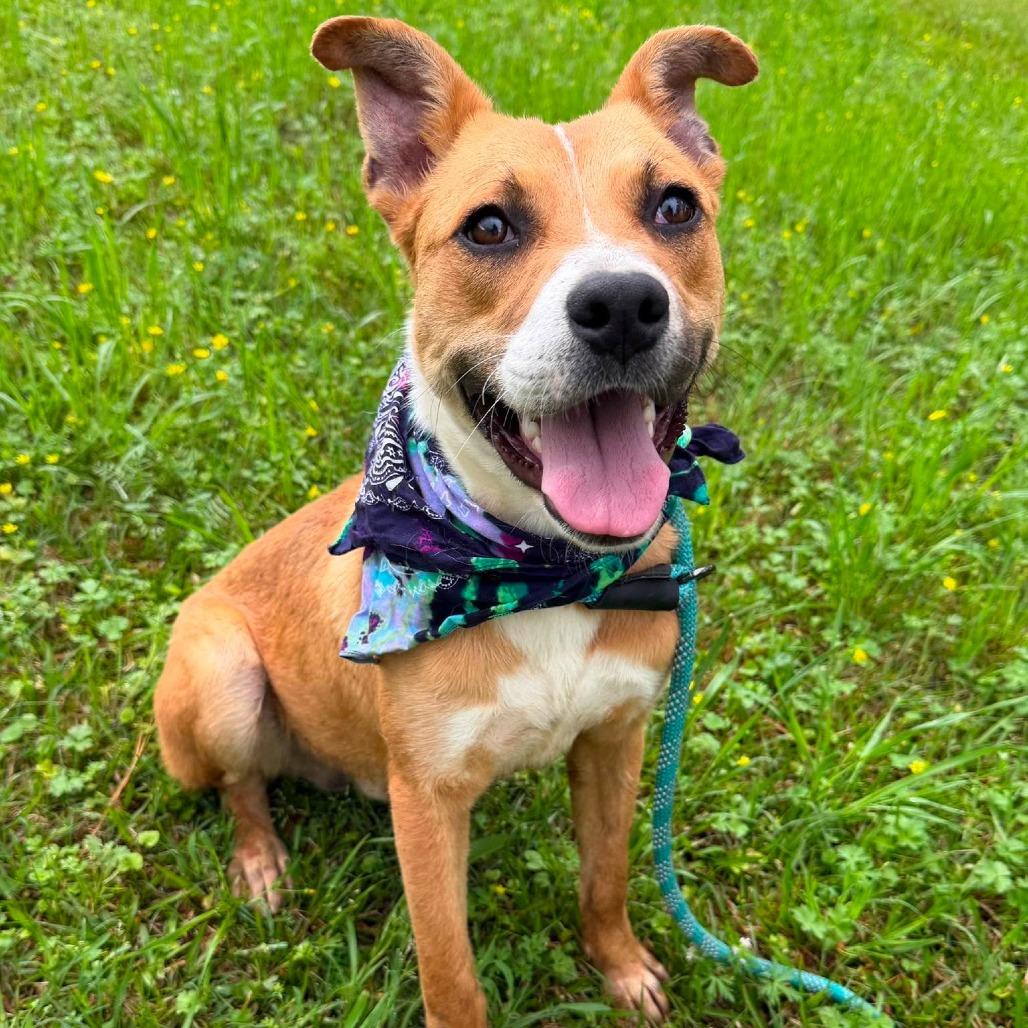 Enlarge Prince HERE IN NH, a Adoptable Mixed Breed in Barrington, NH image 3/6