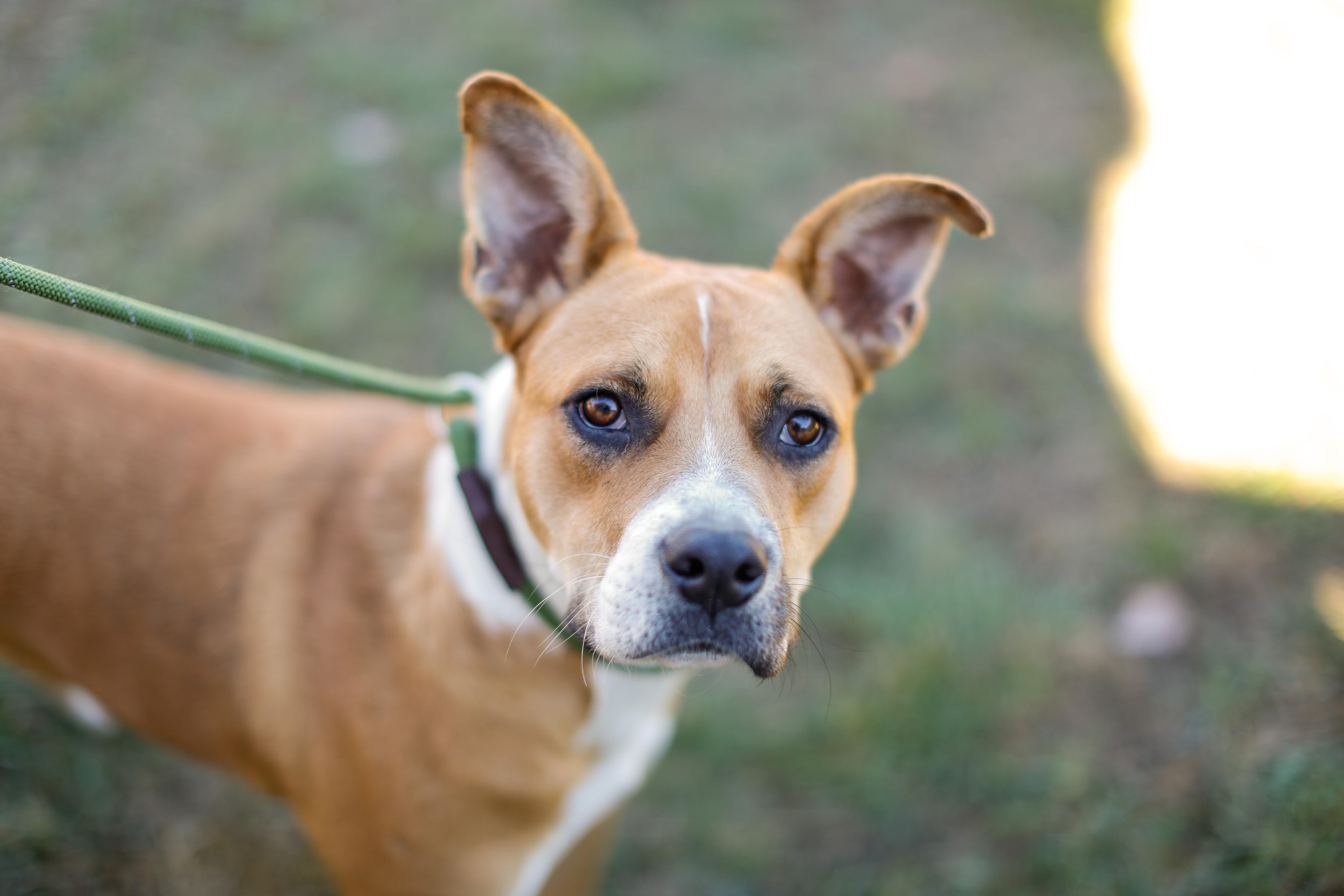 Enlarge Prince HERE IN NH, a Adoptable Mixed Breed in Barrington, NH image 6/6