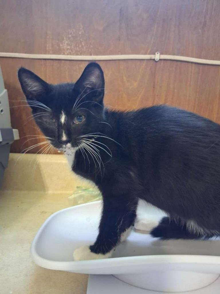 Ballad, Adoptable, Kitten Male Domestic Short Hair.