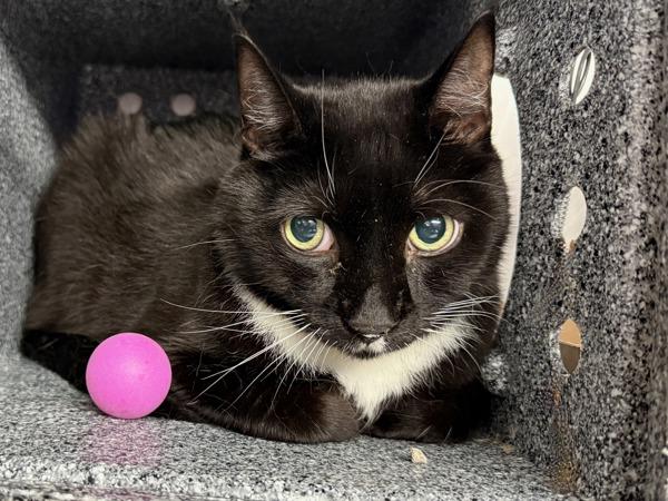 Splatch, Adoptable, Senior Male Domestic Short Hair.