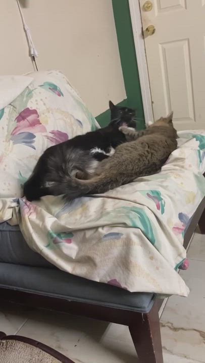 Enlarge Tom, a Adopted Tuxedo in Springfield, MA video 1/5