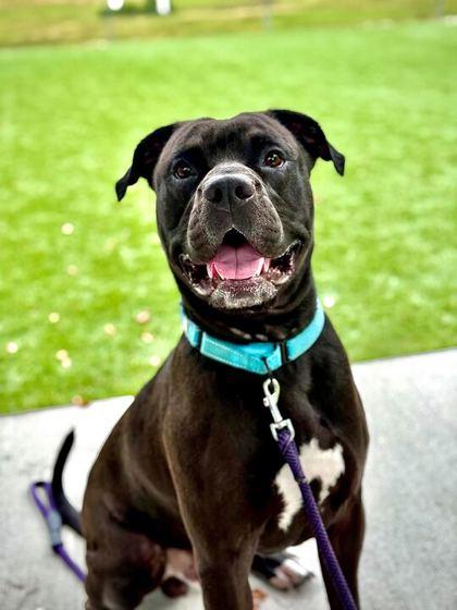 Enlarge Hego - 3, a Adoptable mixed breed in Daytona Beach, FL image 1/3