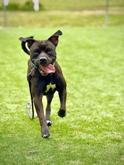 Enlarge Hego - 3, a Adoptable mixed breed in Daytona Beach, FL image 2/3