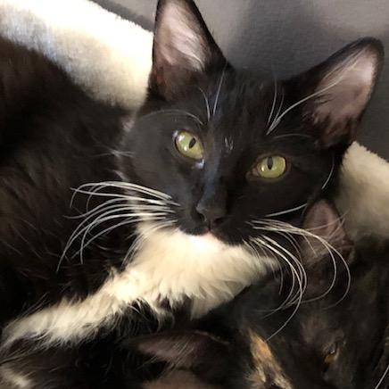 Franklin INDOOR ONLY