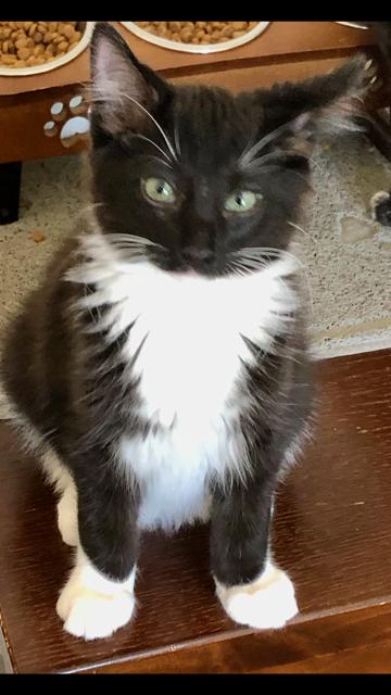 Franklin INDOOR ONLY