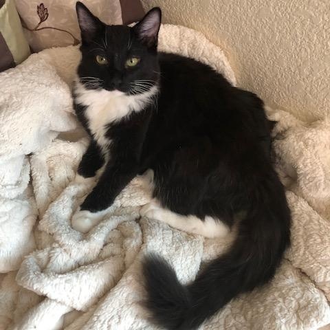 Franklin INDOOR ONLY