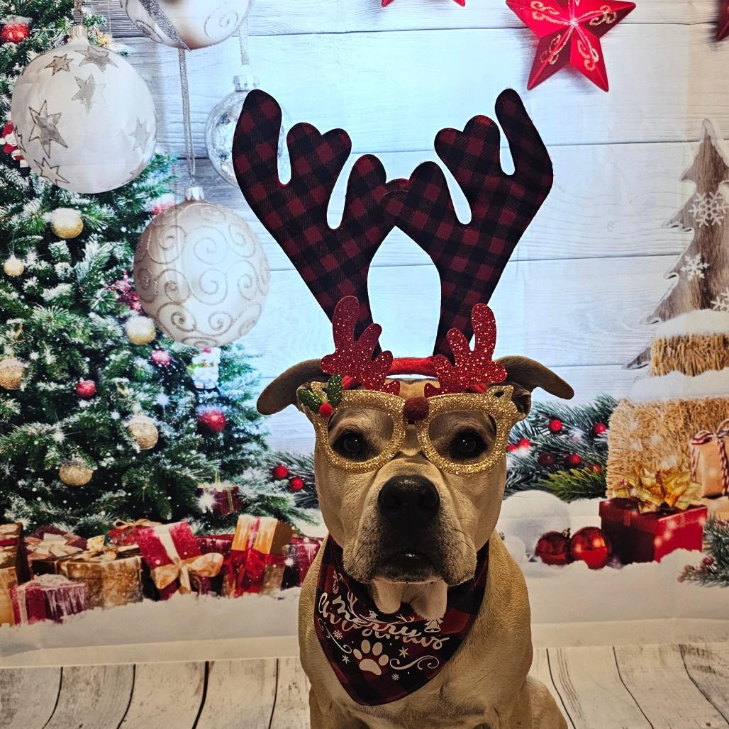 Athena, Adoptable, Senior Female Pit Bull Terrier & Labrador Retriever.