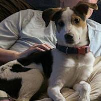 Matti, Adoptable, Young Female Jack Russell Terrier.