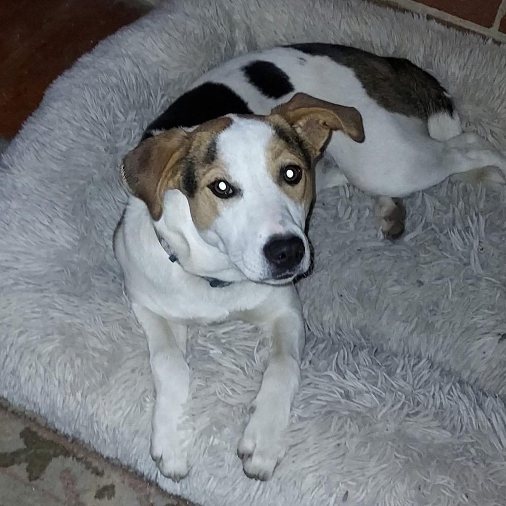 Enlarge Matti, a Adoptable Jack Russell Terrier in Rossville, GA image 2/3