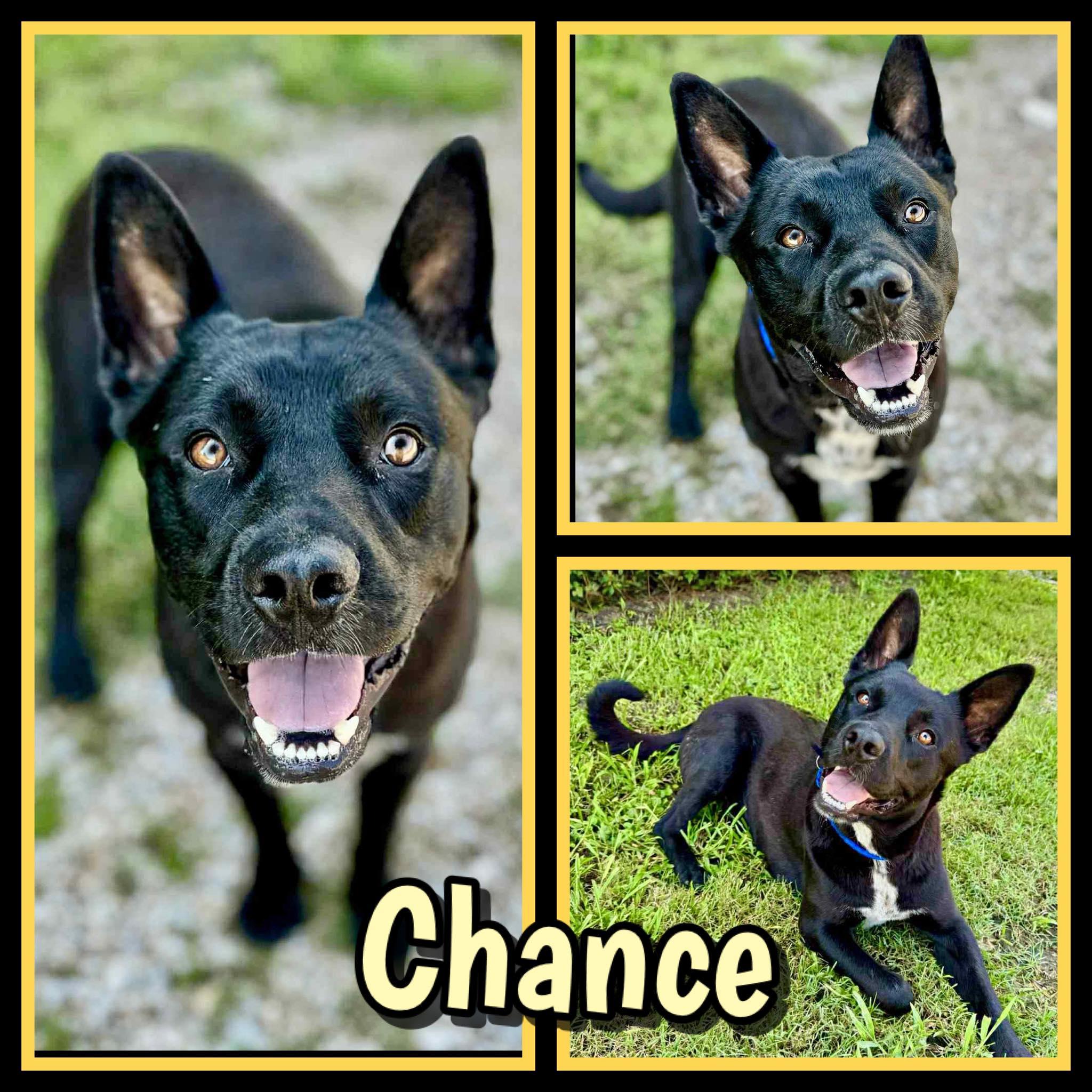 Enlarge Chance, a Adoptable mixed breed in Seagoville, TX image 1/1